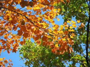 Colors of autumn.